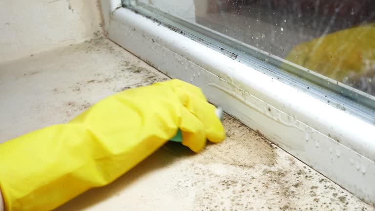 Why You Should Choose Our Mold Remediation Services in Elsmere, DE